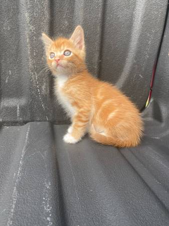 Gatito atigrado de ojos azules (Enumclaw)63688936071809124