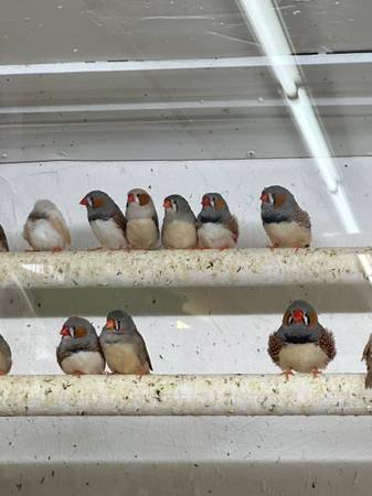 Zebra finch (Elmhurst)63148853023617124