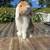 Pedigreed Holland Lop Buck 3 thumbnail