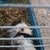 FREE GUINEA PIGS! MALE AND FEMALE 1 thumbnail