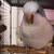 Male quaker parrot 7 thumbnail