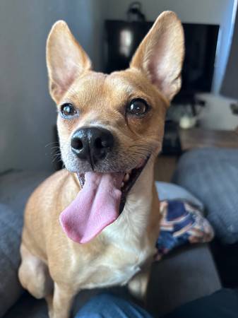 Found Near MLK Jr Blvd & Colorado Blvd Tan Color Chihuahua Mix