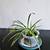 Variegated Spider Plant in Upcycled Plastic Container 3 thumbnail