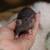 Exotic Pet Rat Dumbo Male 2 thumbnail