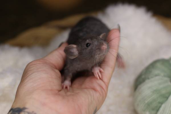 Exotic Pet Rat Dumbo Male (Sacramento)63679254930435121