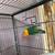Love bird 5 thumbnail