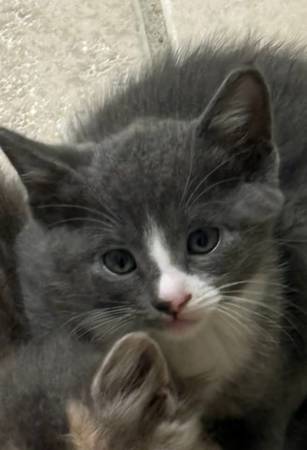 Kittens in Palmdale (Palmdale)63913719211779123