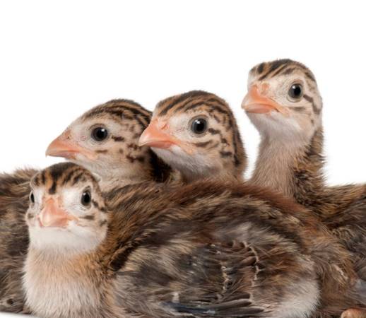 Guinea chicks 1