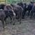 11 Black Beef Feeder Calves 1 thumbnail