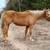 Safe, Kid-Trusted Palomino Quarter Horse 3 thumbnail