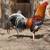 Gallos Gamefowl 6 thumbnail