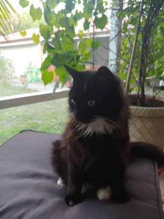 rehoming beautiful tomcat, 5 years old (Pensacola)63836589601153122