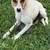 Rat Terrier Mix 6 thumbnail