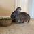 Rabbit 2 thumbnail