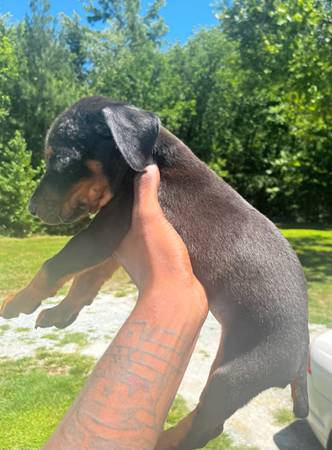Doberman hembra (Oxford)545428087285360643