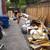 Junk removal cheap call or text 408-775-3158 13 thumbnail