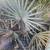 Bismarck Palm Tree (Bismark) 2 thumbnail