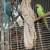 Indian ringnecks 2 thumbnail