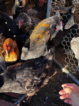 Rooster and Hens, Gallos y Gallinas, Silkies, Colorful eggs, etc 1