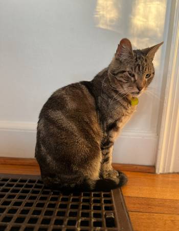 LOST: GREY TABBY, GREEN EYES “JUNIOR” (Laurelhurst)63958422955778121