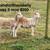 Sheep 3 thumbnail