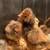 Baby chicks 3 thumbnail