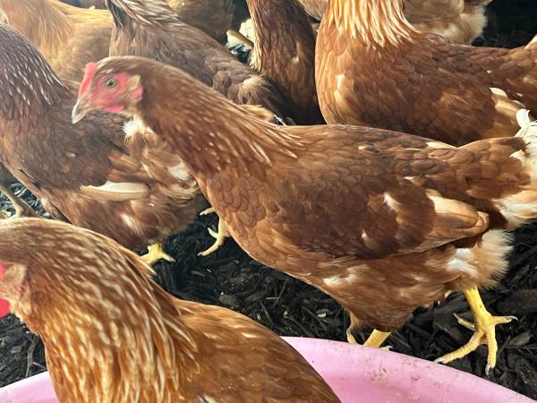 Super Layers Hy-line Brown pullets 1