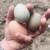 Chickens 1 thumbnail