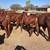 Registered Santa Gertrudis 6 thumbnail