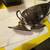 Silver plated ware, 2 pots, serving tray and sugar bowl 3 thumbnail