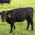 Angus cross calves 4 thumbnail