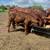 Young calves 4 thumbnail