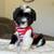 Female Sheepadoodle Puppy 6 thumbnail