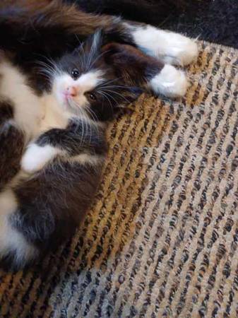 Six 6-Week Old Kittens Rehoming (Olive Branch)63416390857217122