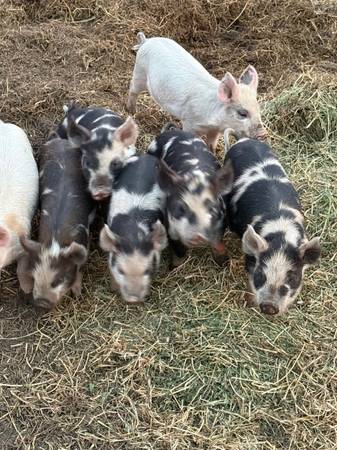 IPP PIGS 1