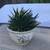 A pot full of Gasteria Flow succulents 1 thumbnail