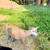 Nigerian dwarf  goats 1 thumbnail