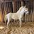 Registered Miniature Horse Colt 3 thumbnail