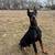American Doberman 1 thumbnail