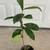 Sweet Loquat fruit tree Live Plant (枇杷) Nispero Pipa in 1 Gallon Pot 2 thumbnail
