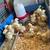Rudd ranger pullets 1 thumbnail