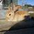 Velvet bunnies 8 thumbnail