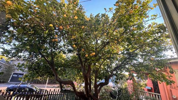 $1,400 / 110ft2 - cozy room in sunny temescal apt w/ fruit trees, 15m from bart (oakland north / temescal)63667975862915122