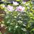 Rose of Sharon Hibiscus Live Shrub Azurri Blue Satin 3 ft Starter tree 10 thumbnail