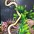 Albino Carpet Python 3 thumbnail