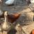 Ducks and geese 4 thumbnail