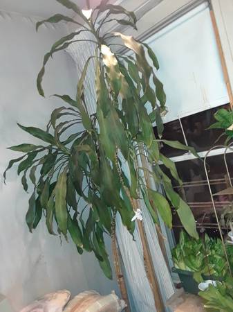 *p plants pothos , hosta, /tree, cement planters 1