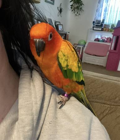 Red factor sun conure (Male)63948404268291120
