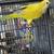 Quaker parrots 5 thumbnail