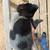 Blue heeler pups 2 thumbnail